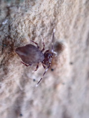 Ptenothrix italica