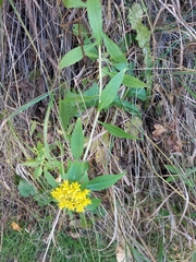 Phedimus kamtschaticus