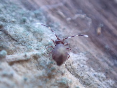 Ptenothrix italica