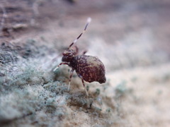 Ptenothrix italica