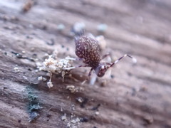 Ptenothrix italica