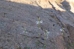 Chascanum