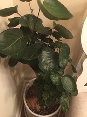 Magnoliopsida