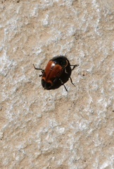 Lioschema rubrovaria