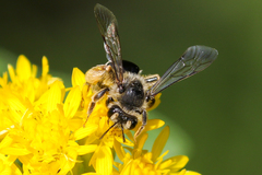 Andrena braccata