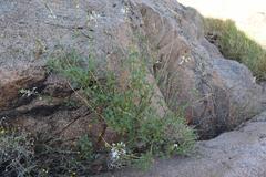 Chascanum