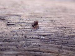 Ptenothrix italica