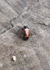 Lioschema rubrovaria