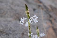 Chascanum