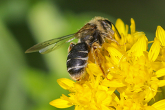 Andrena braccata