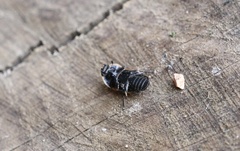 Lioschema rubrovaria