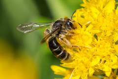 Andrena braccata