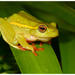 Yellow-striped Reed Frog - Photo (c) peterwebb, some rights reserved (CC BY-NC), uploaded by peterwebb