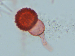 Mycogone rosea