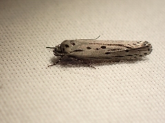 Ethmia monticola