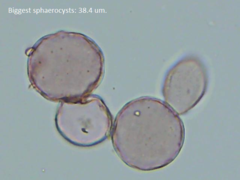 Mycogone rosea