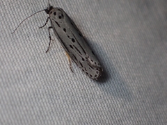 Ethmia monticola