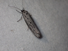 Ethmia monticola