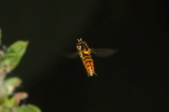 Sphaerophoria pyrrhina