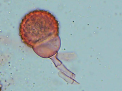 Mycogone rosea