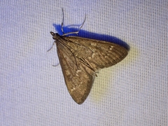 Mecyna mustelinalis
