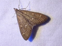 Mecyna mustelinalis