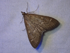 Mecyna mustelinalis