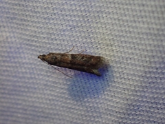 Ephestiodes erythrella