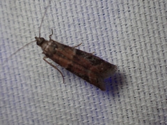 Ephestiodes erythrella