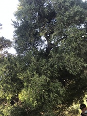 Forchhammeria watsonii