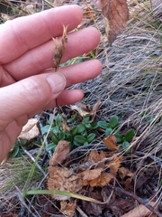 Gentianella auriculata