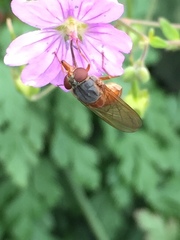 Rhingia rostrata