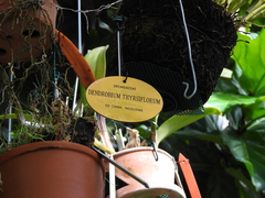 Dendrobium thyrsiflorum