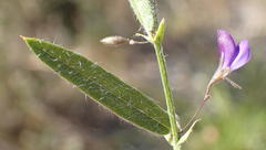 Psoralea plauta