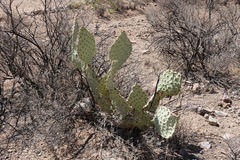 Opuntia chlorotica