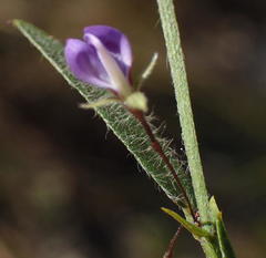 Psoralea plauta