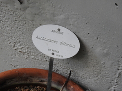 Anchomanes difformis