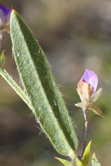 Psoralea plauta