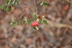 Andricus crystallinus