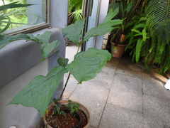 Anchomanes difformis