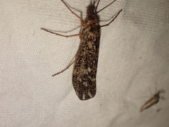 Clistoronia magnifica