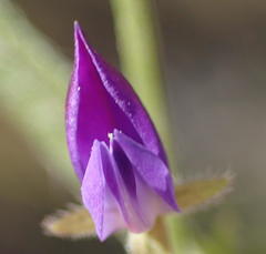 Psoralea plauta
