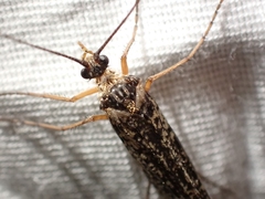 Clistoronia magnifica