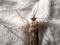 Clistoronia magnifica