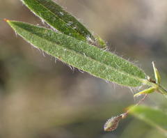 Psoralea plauta