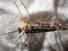 Clistoronia magnifica