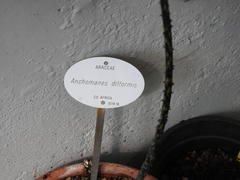 Anchomanes difformis