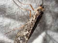 Clistoronia magnifica