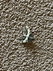 Frederickia hypaethrata