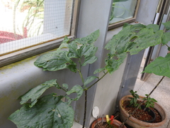 Anchomanes difformis